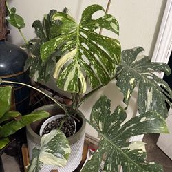 Monstera Thai Constellation