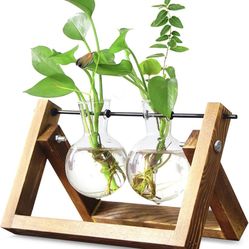 Plant Terrarium