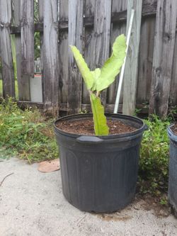 Dragonfruit potted plant