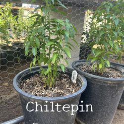 Chile Tepin Chili Plant (5 gallon Pot) 