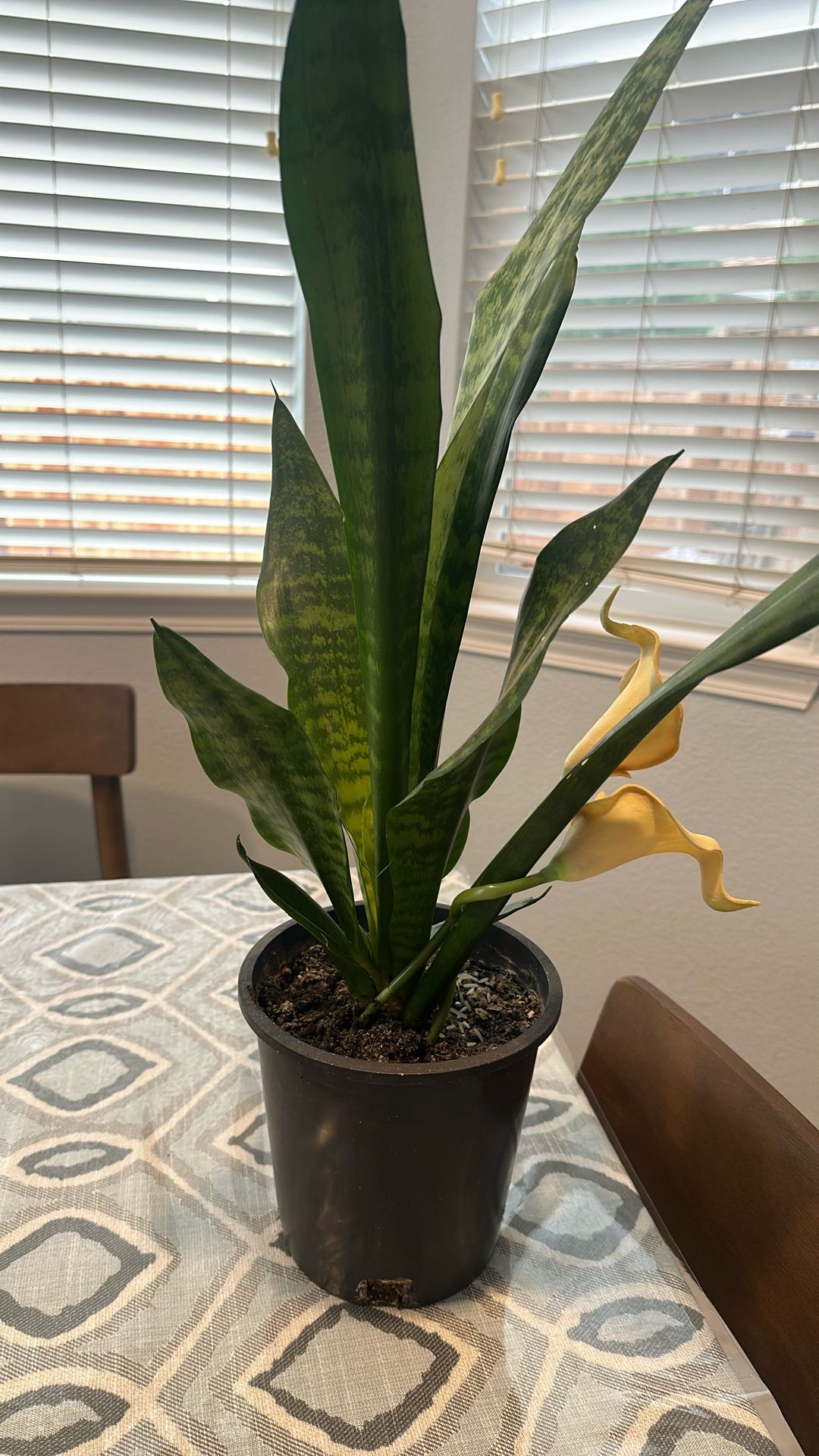 Snake plant