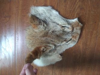 Coyote pelt