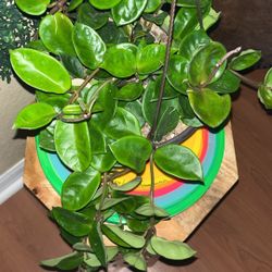 Hoya Chelsea Healthy And Full Hanging Basket