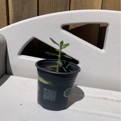 Jade Tree 