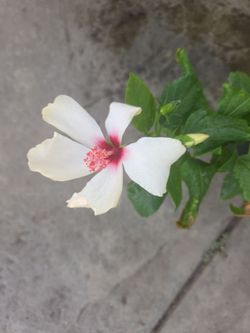 White Hibiscus plant/planta