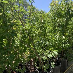 Cherry Trees 15 Gallon 50$ Each