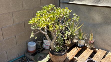 Moving sale. Prices range from free to $15