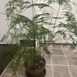 House Plant Asparagus 