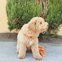 GoldenDoodle 