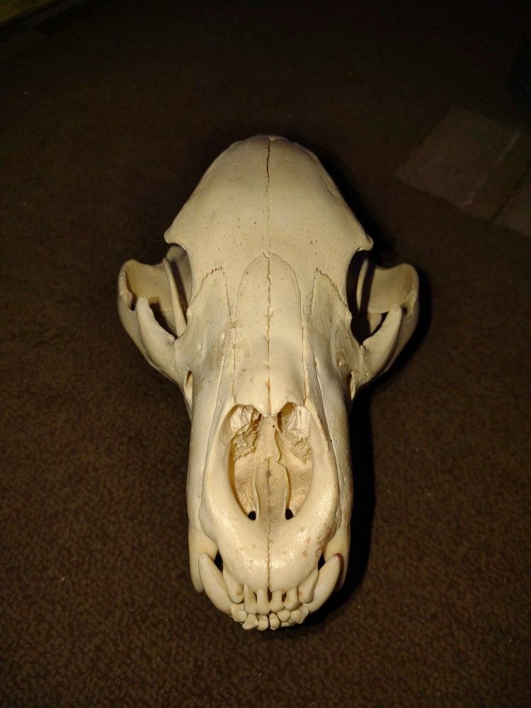 Black Bear Skull 