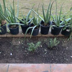 Medium sized plants available $15 each aloe Vera