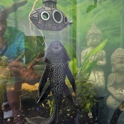 Hypostomus Plecostomus