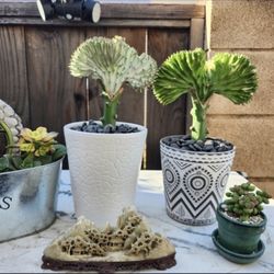 Plant Sale Today. Coral Cactus At $30 Plus More. Starts At 1pm SAN LORENZO