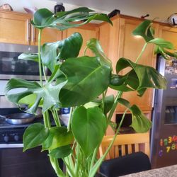 Tall & Healthy Monstera Deliciosa Plant