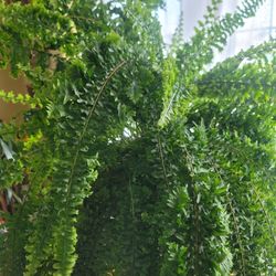 Nephrolepis 