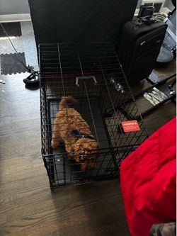 Mid-size dog crate (Cartier NOT included lol)