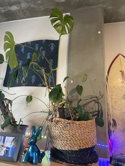 Monstera Plant