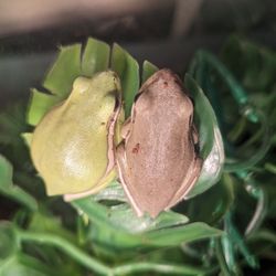 American Tree Frogs 