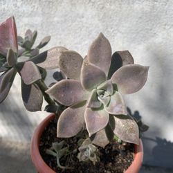 Ghost Plant Succulent