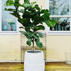 Beautiful Fiddle Leaf 🍃 