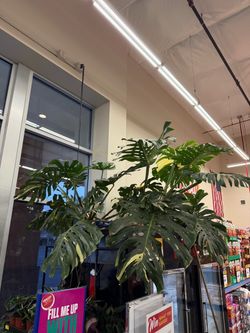 Xl large monstera Thai constellation