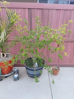 Pomegranate tree
