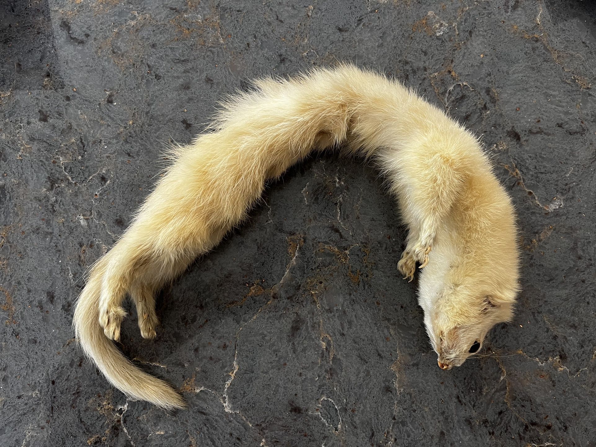Vintage (1965) Taxidermy White Ferret