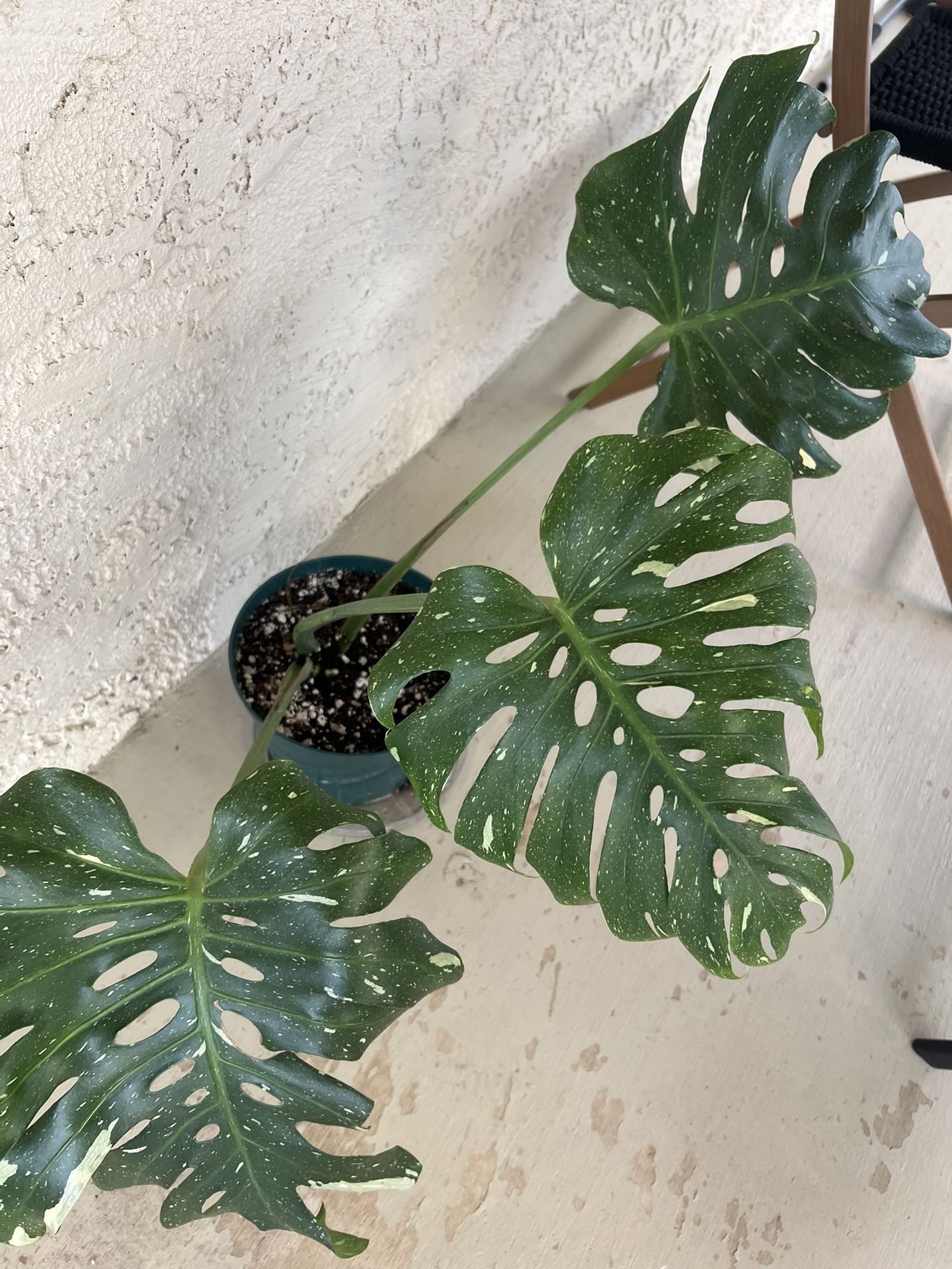 Monstera Thai Constellation 