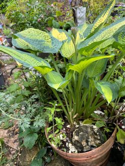 Hostas