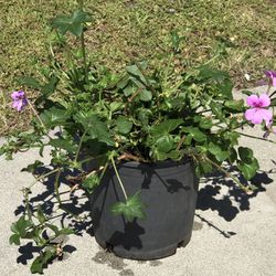 $6 Purple geranium plant