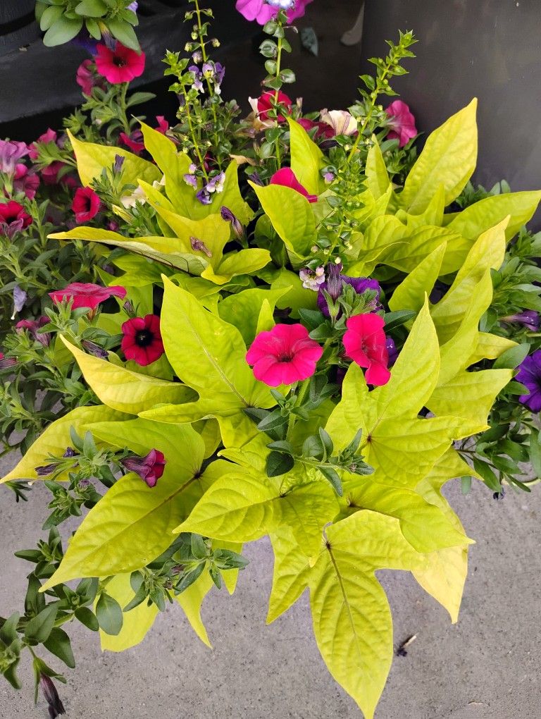 Beautiful Potted Flowers