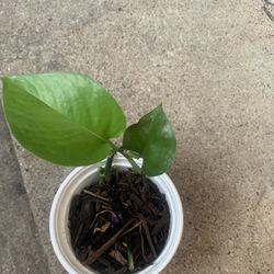 Pathos (Indoor Or Office)