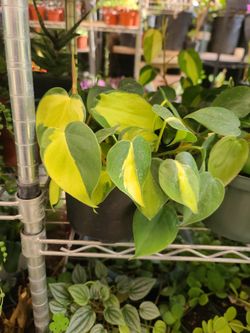 BEAUTIFUL VARIEGATED PLANTS $12.