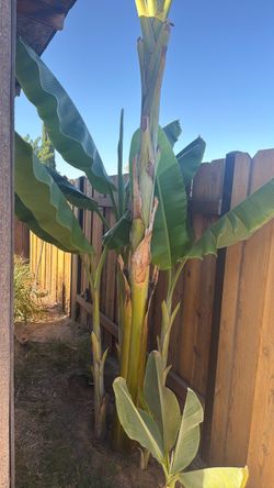 Big Banna tree