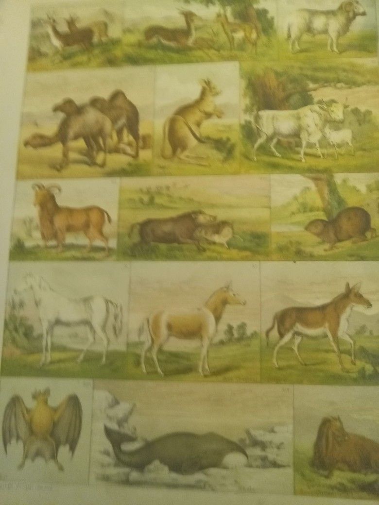 Antique Pages Natural History Im SCRIPTURE