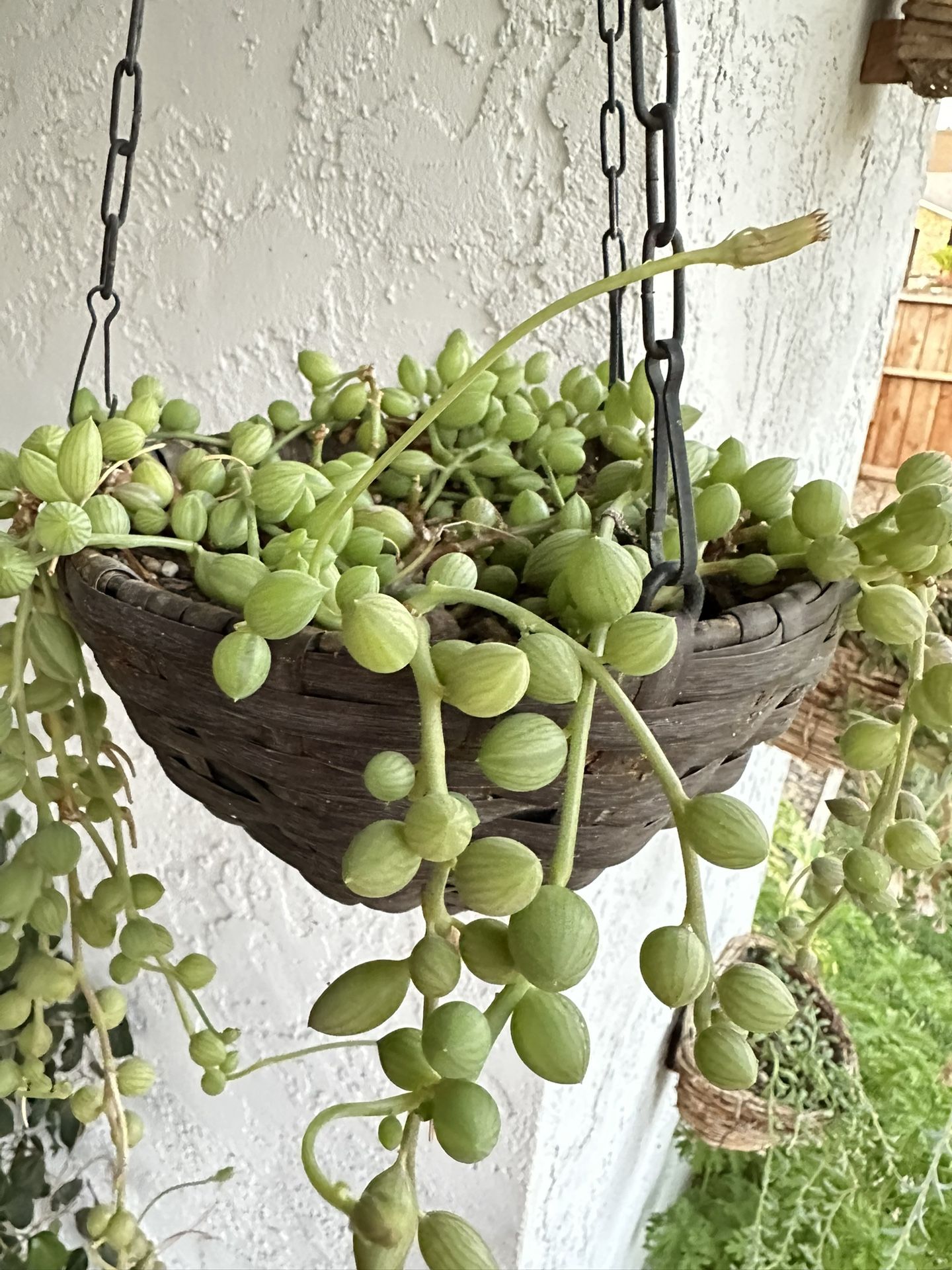 String Of Water Melons Full Plant