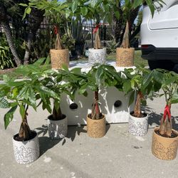 Braided Money Trees In Ceramic Pots-Money Trees With Ceramic Planters (19”tall $20 each)
