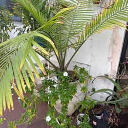 plant for sale