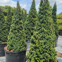 Spectacular Topiary Plants!!! Different Sizes,  Forms and Prices!!! Starting At $35