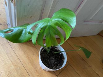 Planta de interior / indoor plant