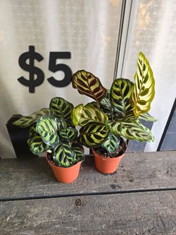 Calathea makoyana