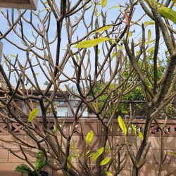 Plumeria Cutting 