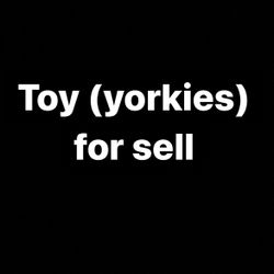 Childrens, Family Toy (Yorkies)