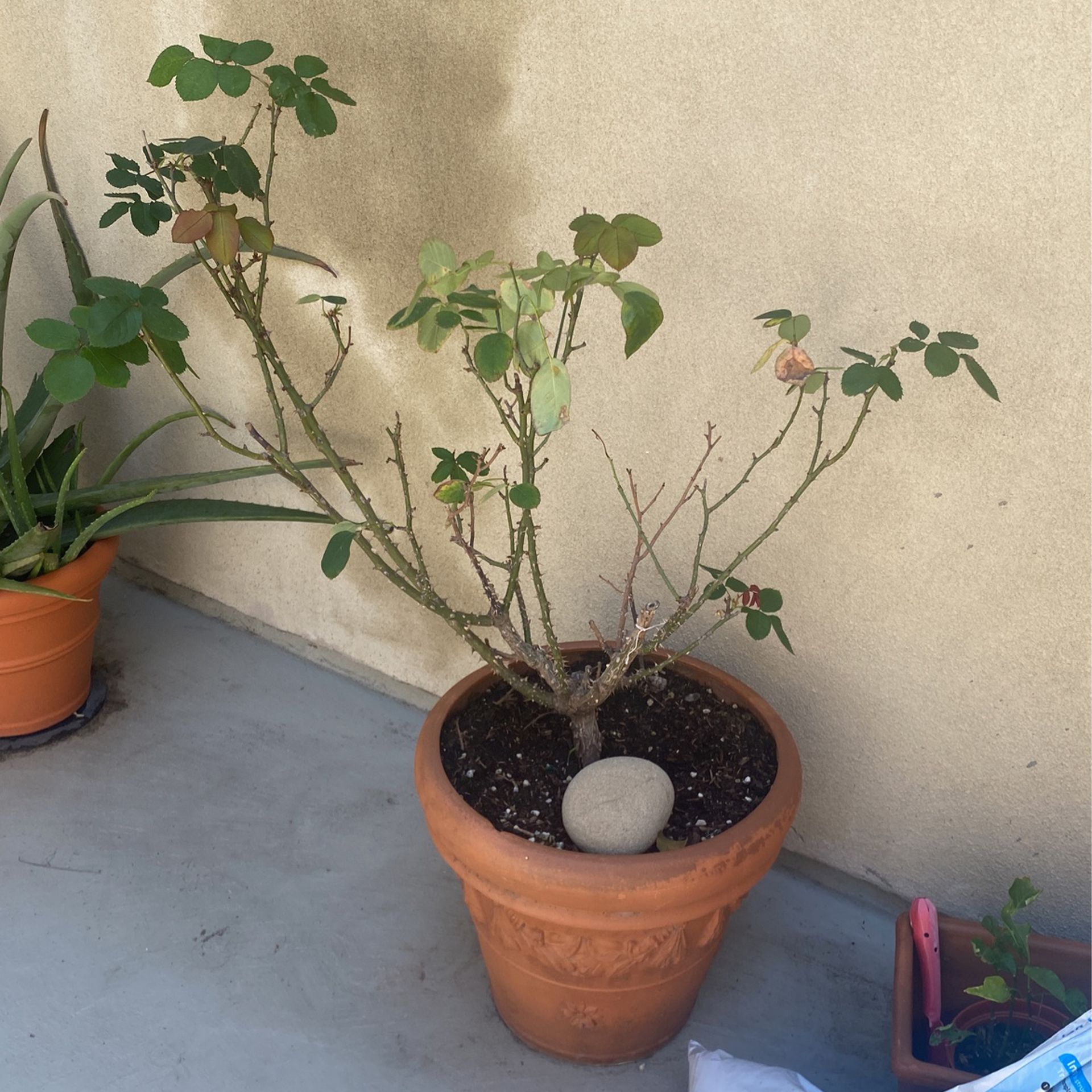 Rose Plant With Pot