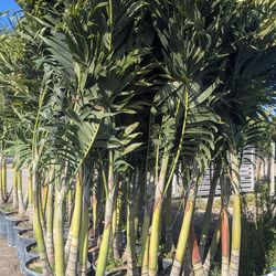 Christmas palms about feet tall instant privacy hedge for fence