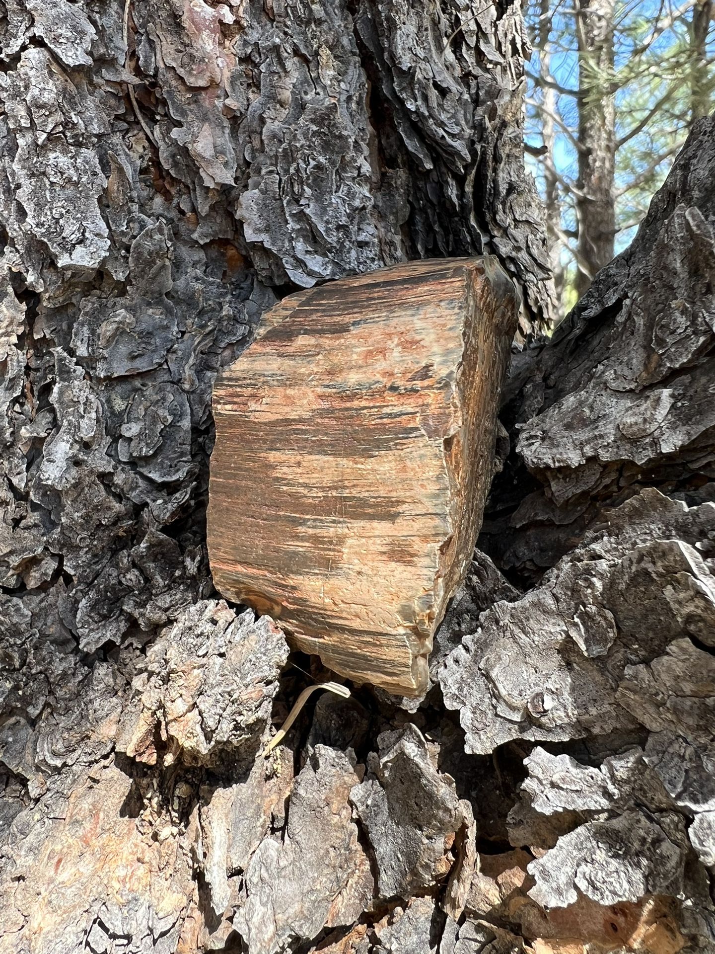 Paperweight - Natures Finest