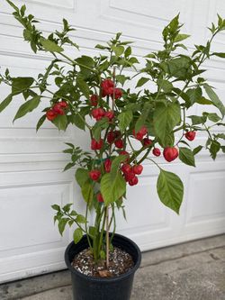 Red Savina Abanderó Very Spicy Peppers Plant, In 5 Gallóns Pot Pick Up Only