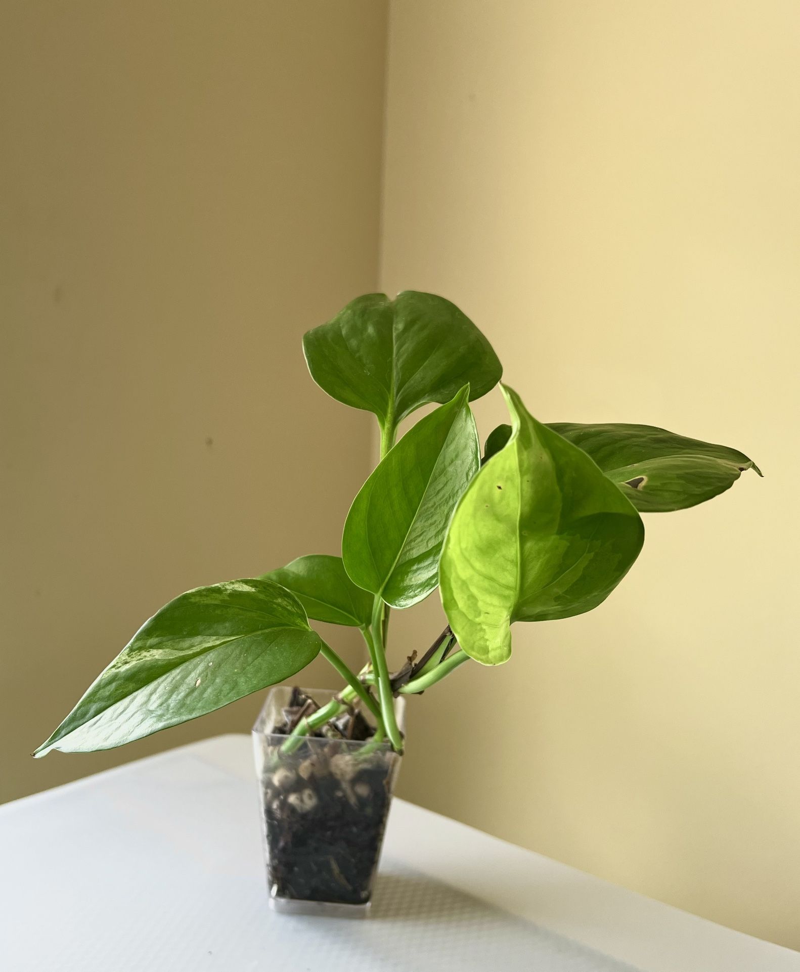 Golden Pothos