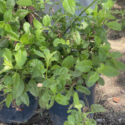 Herbal Plant