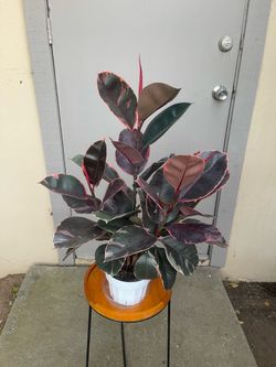 Ficus Elastica Ruby Rubber Tree House Plant 6” Pot